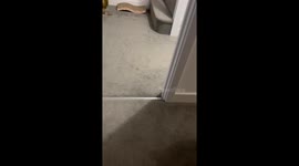 Viral TikTok vocal cat with 3 legs heard 'talking' to himself after eating his dinner!