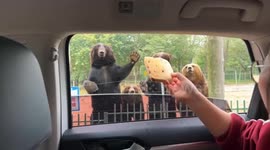 A bear catches food in Tianjin video