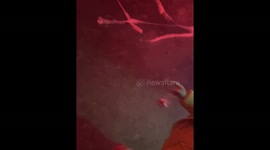 Child in Charleroi shows no fear of Halloween clown mask