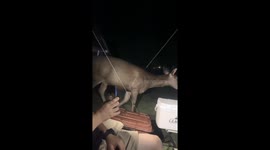 Wild deer joins campers for dinner