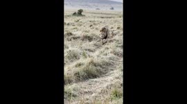 In a funny twist of nature, a curious jackal sneaks up on a huge lion and bites its tail, capturing a rare and amusing interaction between two iconic animals.