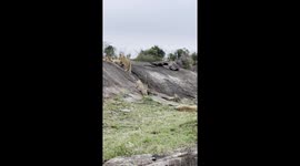 Adorable lion cubs in the Maasai Mara entertain themselves by inventing a playful game with a simple stick, capturing the innocent charm of these young wildcats.