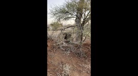 A rare and intense moment as a lion in the Maasai Mara savors the immediate aftermath of a successful hunt, having just taken down a young giraffe.