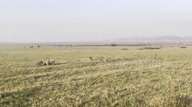 A brave juvenile cheetah in the Maasai Mara defends its family’s wildebeest kill, fearlessly chasing off a much larger hyena in a bold display of courage.