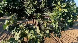 Türkiye: Turkish dried fruit producers eye CIIE as gateway to reach health-minded Chinese consumers