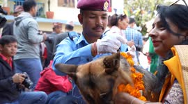 Day of the Dogs celebrated alongside Diwali in Nepal