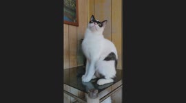 Masked Cat Sits Pretty