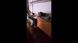 Flooding at animal shelter during Storm Dana