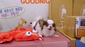 Sheep and Pigs compete for milk at Em Quartier Pet Show in Bangkok