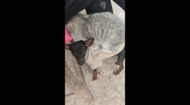 Chinese cat enjoys lounging on dog’s back