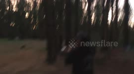 Band member scares bear away from campsite by playing trumpet