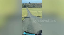 Stag causes £1k of damage to white van man's Ford Transit after charging into it