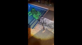 Protective dog hates pool inflatables so much she constantly barks at them