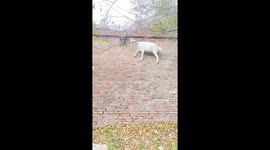 Goat Climbs up on a Wall to Eat Fresh Leaves