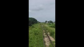 Kind train driver stops vehicle to move cow standing on tracks
