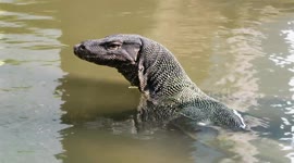 Thailand is set to permit the farming of Asian water monitor lizards