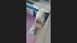 Little Baby got Stuck in a Box