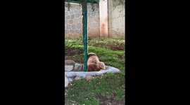 Hapless panda gets covered in fresh green paint