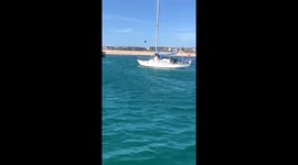 Wally the famous wandering Arctic walrus was filmed trying to BOARD A BOAT full of tourists