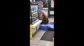 Huge brown bear enters 7-Eleven store in California and helps itself to candy bars