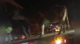 China: Two Cows Make Great Escape on Busy Highway, Rescued After Two-Hour Effort in Hebei