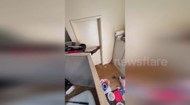 US: Deer’s Wild Nail Salon Adventure Ends with Police Rescue in Missouri