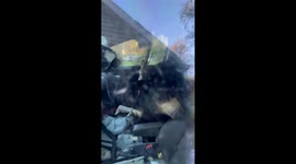 Black Bear Gets Stuck in SUV