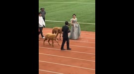Spooked alpaca attempting to break free steals show at Chinese university track meeting