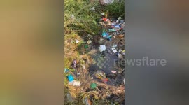 Drowning horse stuck in rubbish-filled pond rescued in India