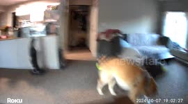 Cheeky dog steals leftover pizza from worktop and owner finds them with empty bag