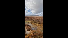 Person jumps into swamp in Swanlinbar, Ireland, leaving dogs confused
