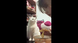 Cat asks for food in Guangdong, China