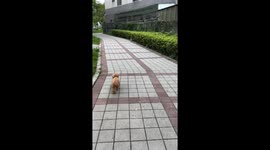 Dog runs from aggressive bird in Taiwan