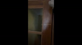 Cat surprises owner by hanging on door