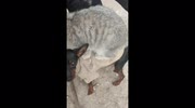 temp