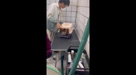 Cat Holding Itself with One of Its Paw