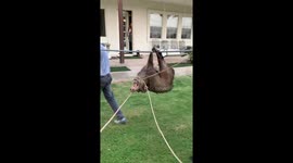 Hog-Tied Javelina Removed From Yard