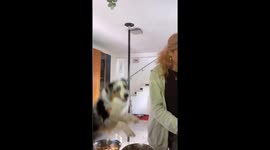 Australian Shepherd Jumps For Mealtime