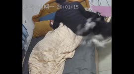 Dog intervenes in bedside conversation in Liaoning, China