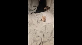 Dog takes herself to bed for a early night fed up of owner 