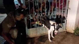 Dog rescue operation unfolds in southern India as fire officials free distressed canine trapped in barred gate