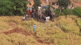 Elephant calf safely rescued after days-long effort in central India’s tiger reserve