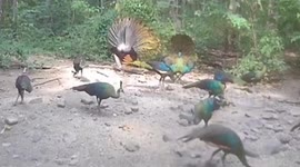 Wild green peacocks emerge from forest in Thailand