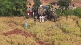 India: Update: Elephant calf safely rescued after days-long effort in central India’s tiger reserve