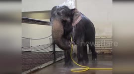 Germany: Elephants Playing with a Water Hose