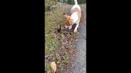 Jack Russell dog discovers crayfish on riverbank
