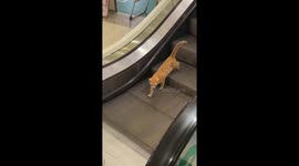 Confused orange cat struggles on escalator in China