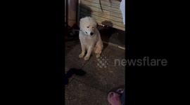 Dog appears to cry after owner forgets to feed it on time
