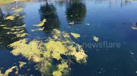 Researchers develop zombie drones - from bodies of ducks and pigeons