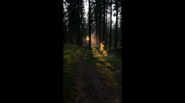 Exclusive- Vape cloud looks like a magical encounter  in German Woodland